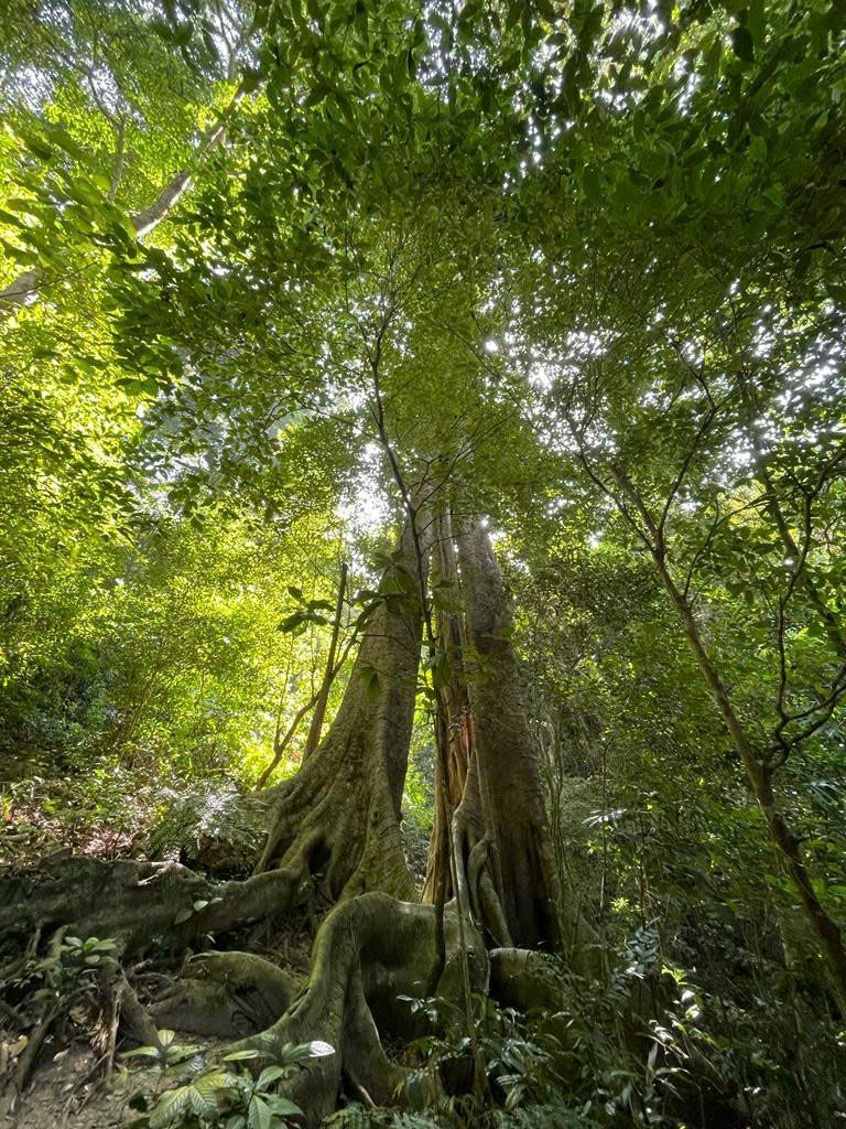 Aerial view of the entire Cat Ba Eco Lodge property, showcasing its integration with the surrounding nature.