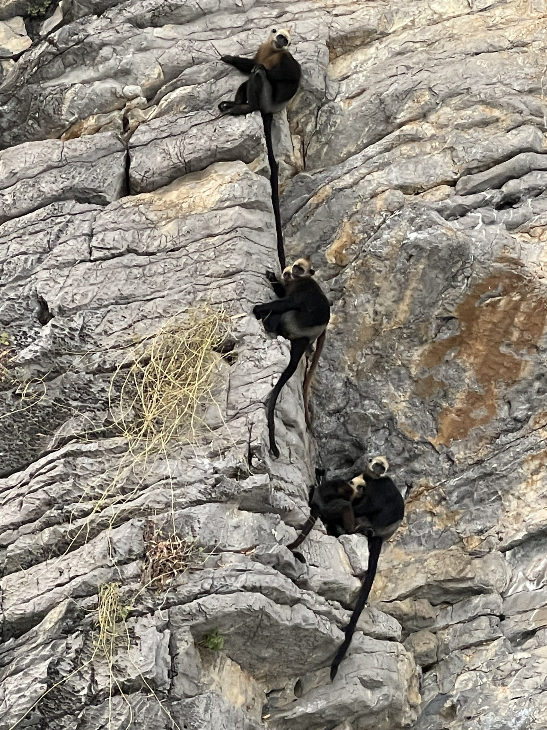 A tranquil infinity pool at the lodge, overlooking the jungle and karsts.