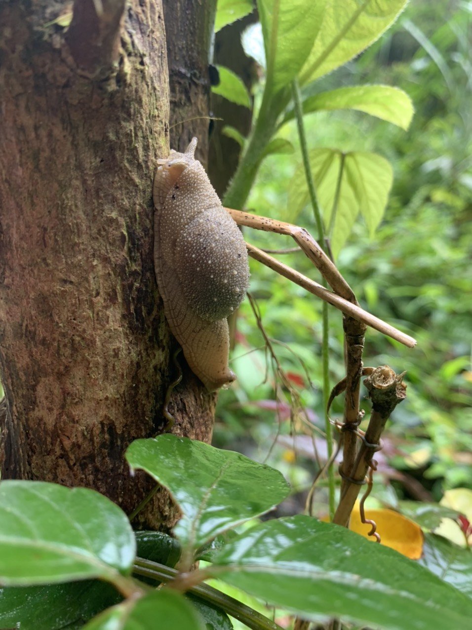 A scenic view of the lodge's restaurant area with open walls, looking out into the dense green forest.