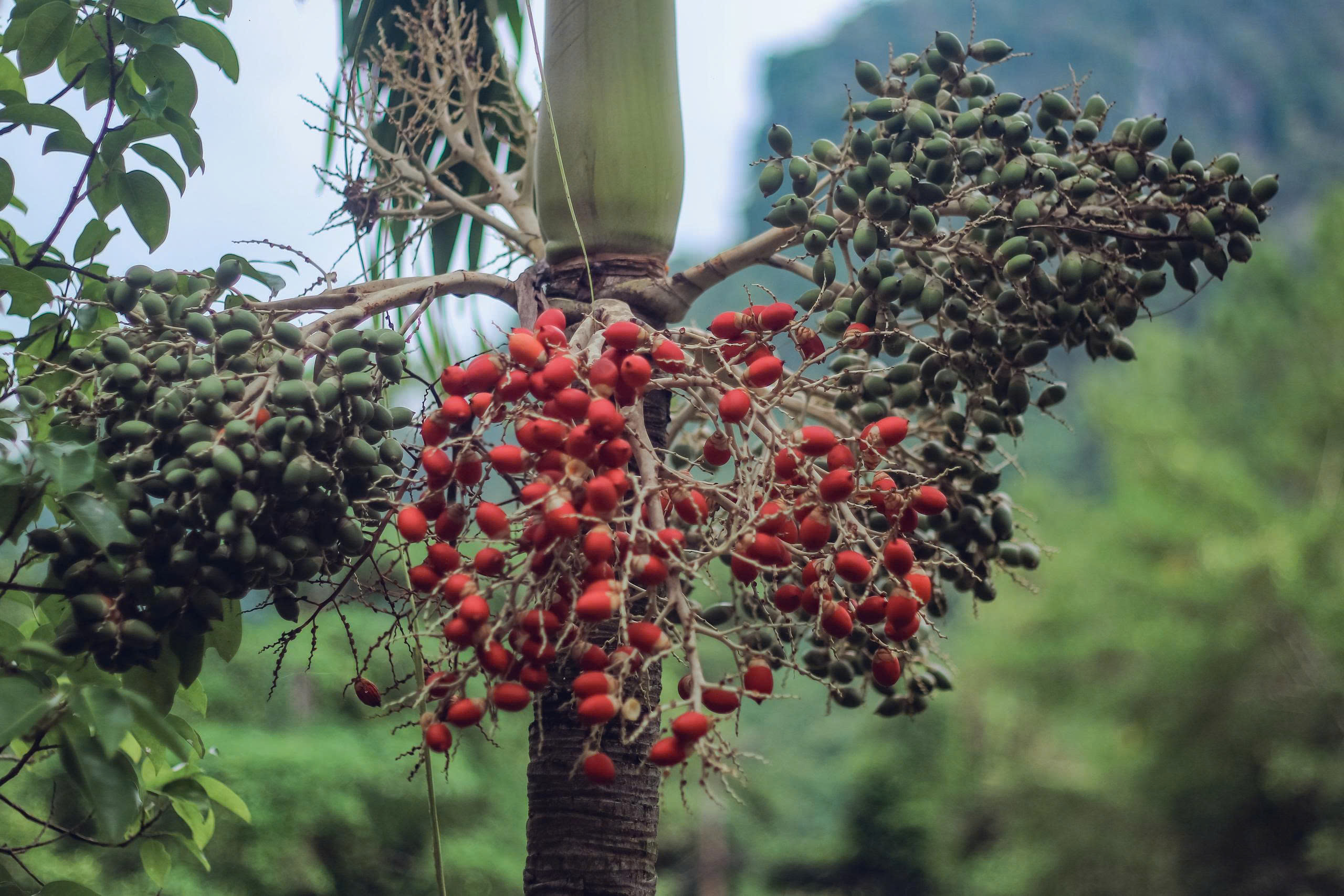 Eco Lodge room interior